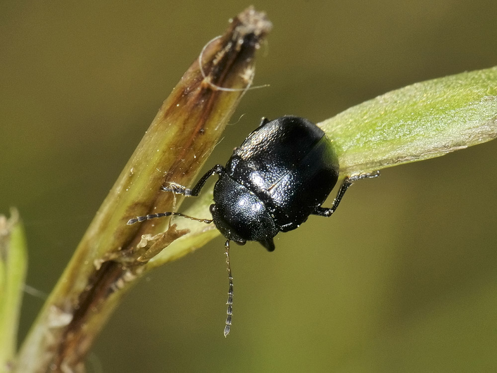 Colasposoma dauricum,  Crisomelide esotico